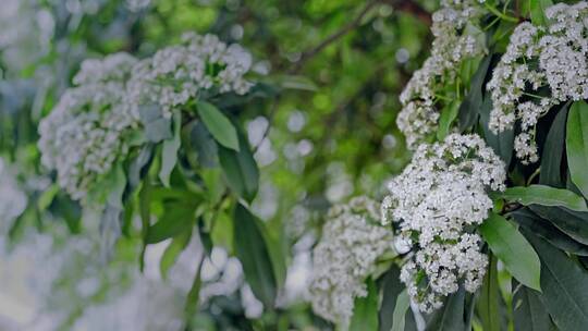 春天春暖花开石楠花植物视频