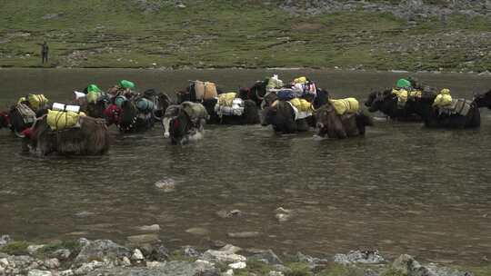 西藏山南地区湖水中的牦牛群