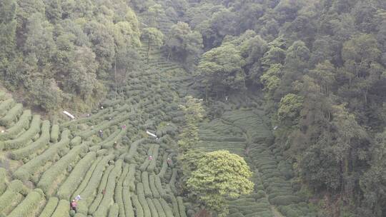 杭州西湖梅家坞茶园茶山