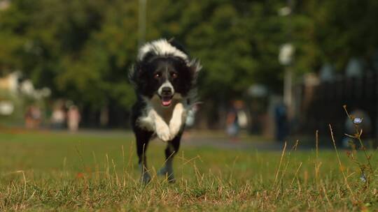 草地上奔跑的狗视频素材模板下载