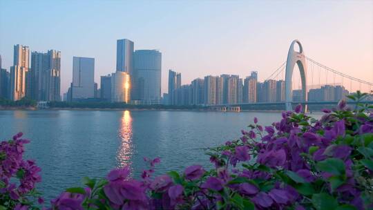 江岸鲜花绽放与清晨阳光下的城市高楼景观视频素材模板下载