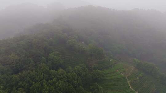 杭州西湖翁家山龙井茶园云雾风光