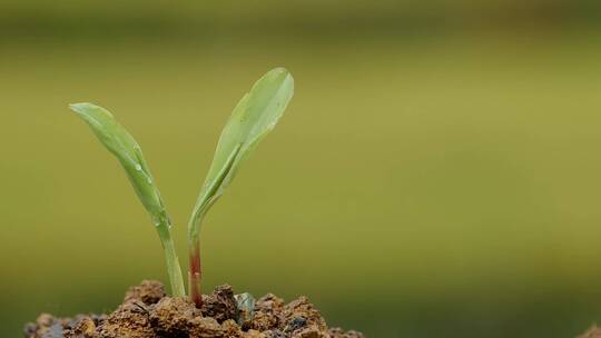 升格拍摄植物种子生根发芽