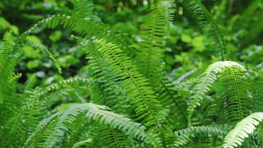 蕨类植物阳光下空镜视频素材模板下载