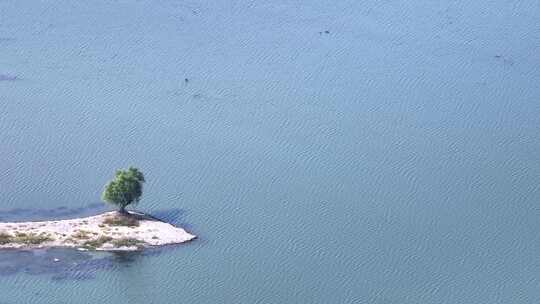 航拍湖中小岛一棵树