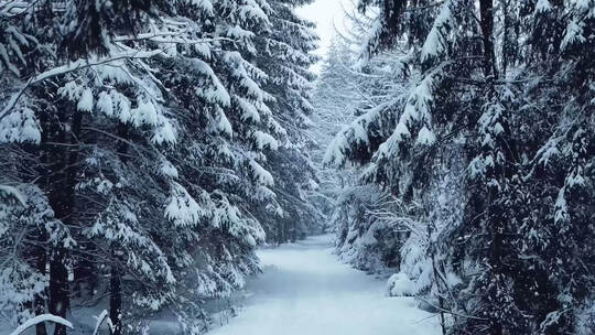 冬季森林大雪  雪花飘飘