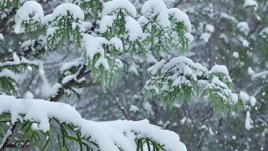 冬天森林雪景下雪01