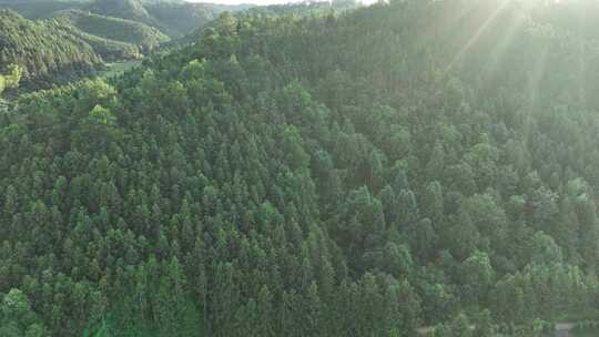 阳光下的松树林航拍树林原始森林大自然风景