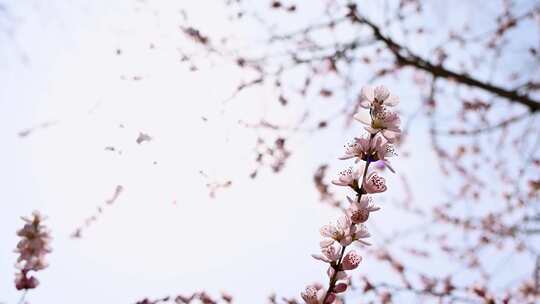 春天盛开的粉色桃花山桃花朵全景满画幅视频素材模板下载