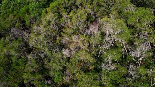 无人机航拍山间树林
