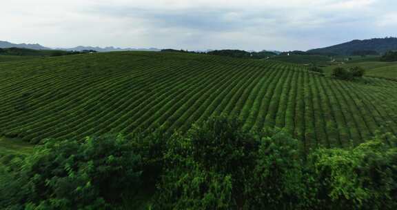 通用茶场茶海茶山绿茶种植航拍低角度视频