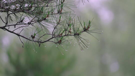 夏日下雨雨后实拍空境