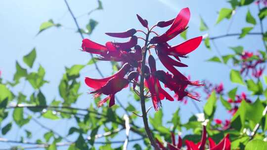 龙牙花