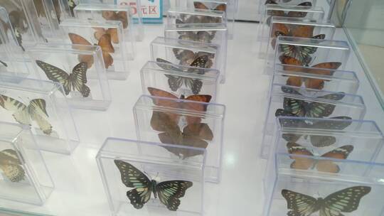 山村蝴蝶标本