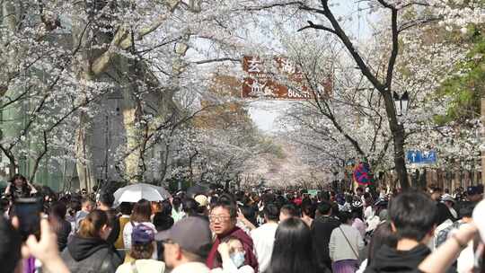 玄武湖赏樱花的热闹景象