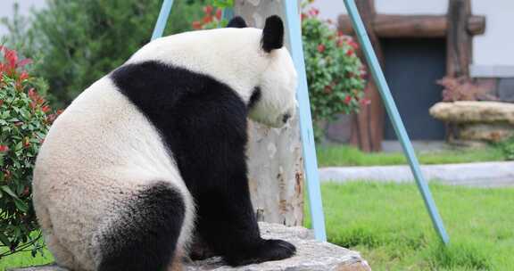 济南动物园国宝大熊猫雅吉华奥吃东西溜达