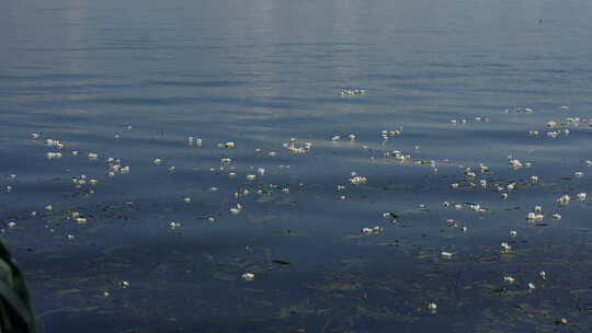 大理洱海丽江海菜花昆明滇池抚仙湖美景