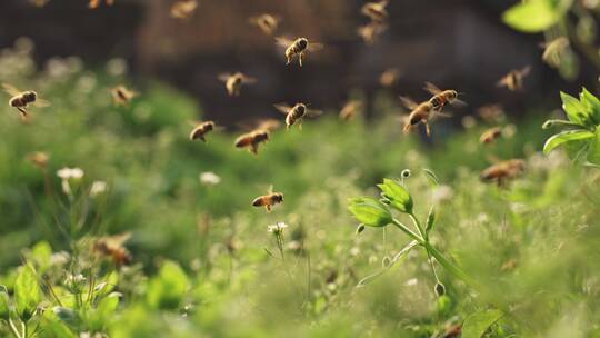 春天的精灵蜜蜂飞舞特写唯美慢镜头视频素材模板下载