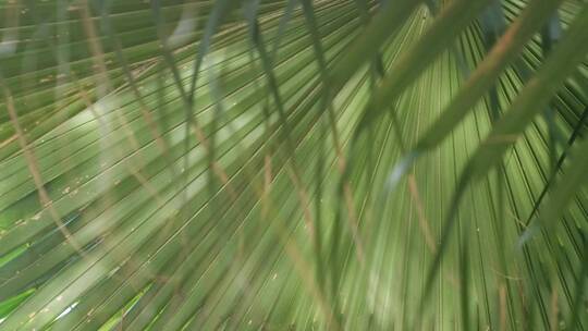 波光粼粼的棕榈前景虚化情绪空镜头
