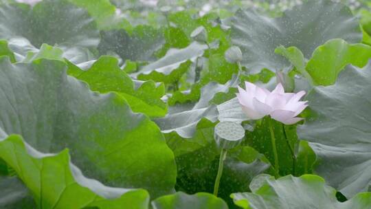 雨中荷花