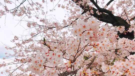 浓密的盛开的樱花树