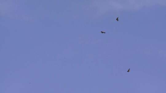 4K自然飞翔的鹰高山兀鹫