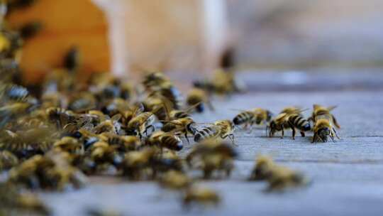 蜜蜂群 蜜蜂视频素材模板下载