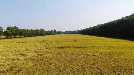 山东济南槐荫吴家堡稻田航拍秋天