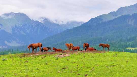 航拍新疆恰西国家森林公园