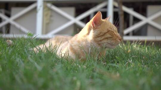 睡意朦胧的猫在草地上打呵欠视频素材模板下载