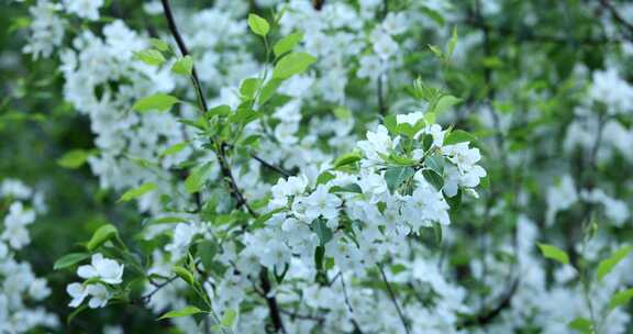 大兴安岭野生植物：山荆子花