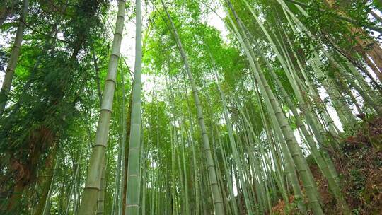 美丽的生态竹海竹林竹子参天竹林