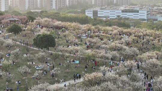 中国广东省广州市黄埔区市民广场梅花