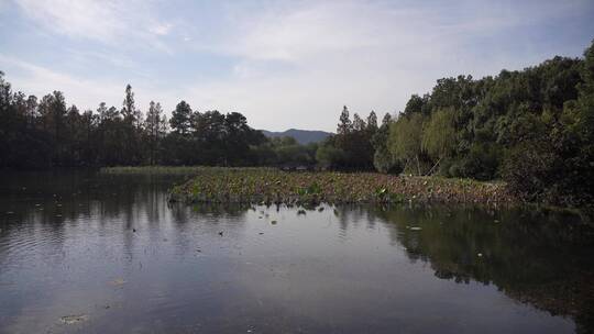 杭州西湖景区曲院风荷风景