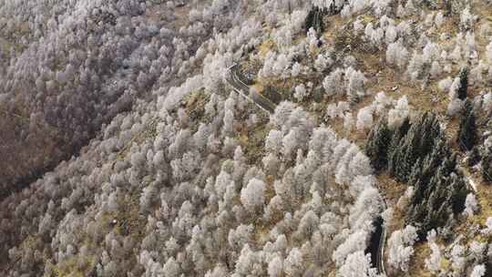 冰雪森林旁的山路