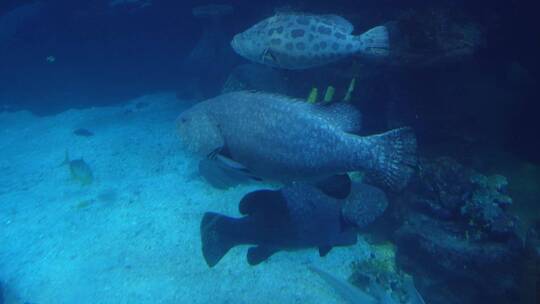 【镜头合集】动物园海底世界巨型深海鱼类