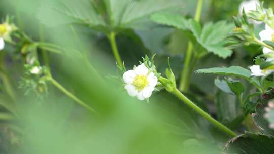 草莓园 农田 农业作物 水果 绿色植物 温室