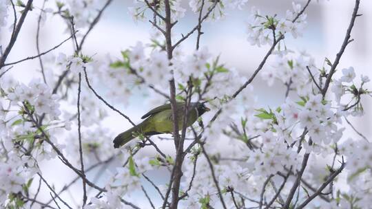 樱花树上的小鸟1