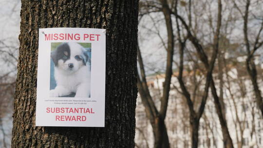 树上挂着失踪小狗的公告
