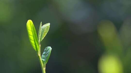 春天茶叶嫩芽牙尖特写