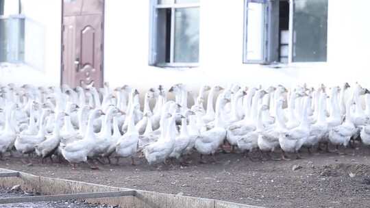 东北大荒农场饲养员一群大白鹅圈养殖业家禽