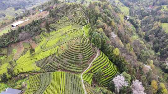 大山里的绿色茶园美景景色航拍