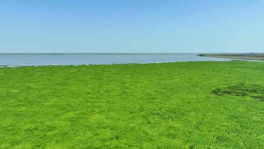 鄱阳湖湿地视频素材模板下载