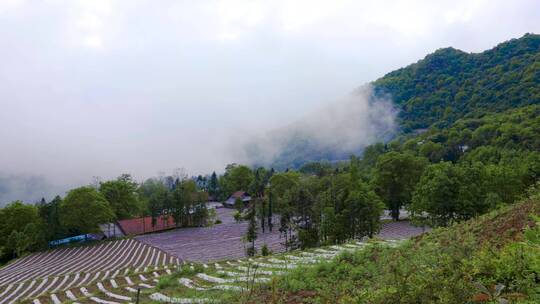 夏天大山里乡村雨后云雾翻滚缭绕