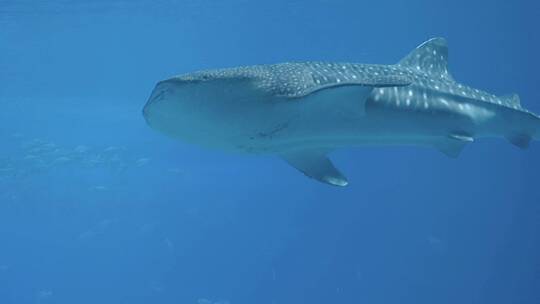 广东珠海长隆海洋度假区鲸鲨馆视频素材模板下载