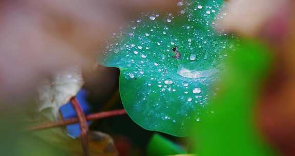 雨后荷叶上的露水珠