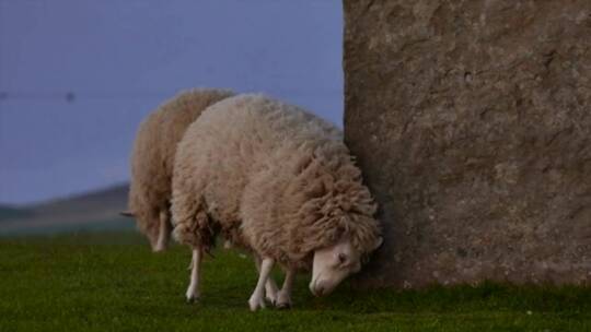 绵羊在蹭墙面