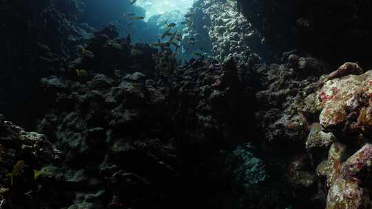 海洋，洞穴，水下，海洋生物