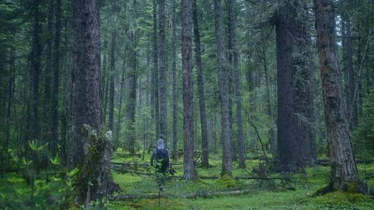 慢镜头摄影师拿着相机在原始森林中探索采风