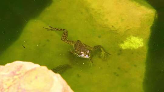 青蛙跳跃弹跳大自然湿地池塘视频素材模板下载